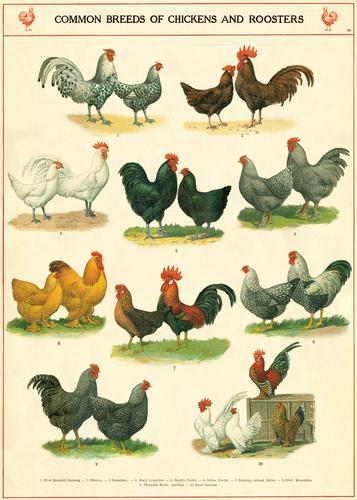 Chickens and Roosters Poster