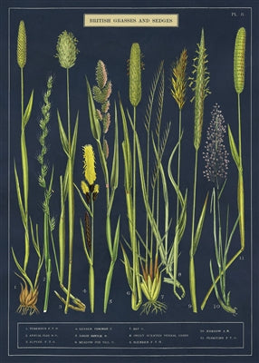 British Grasses and Sedges Poster