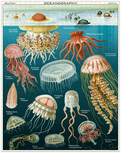 Jellyfish 1000-Piece Puzzle - Cartolina