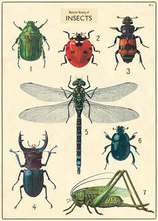 Large Insects Poster