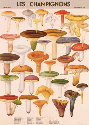 Les Champignons Mushrooms Poster