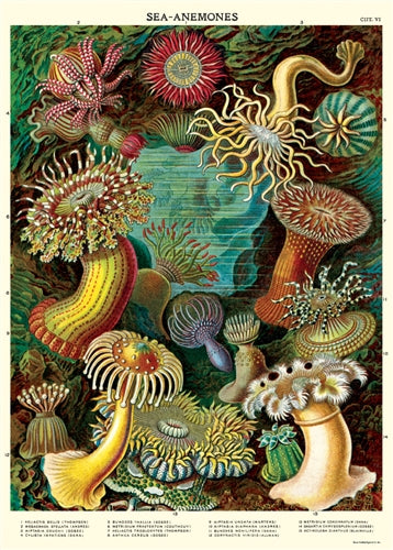 Sea Anemones Poster