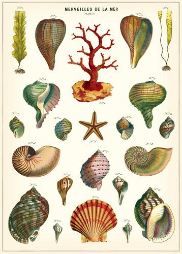 Shells Poster