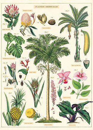 Tropical Plants Poster