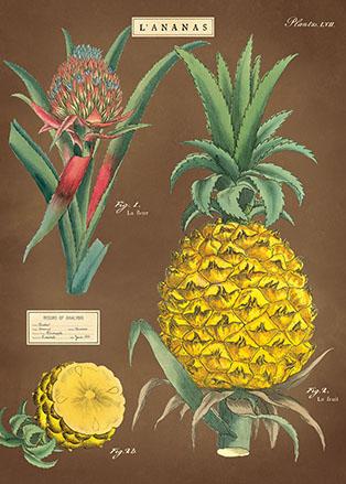 Pineapple Poster