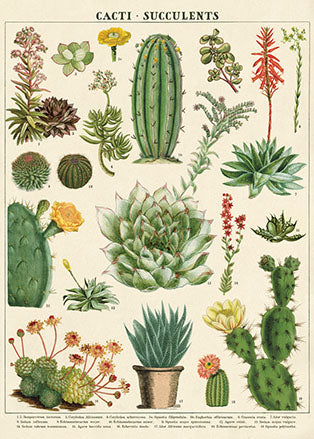 Succulents 1 Poster