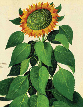 Cartolina Boxed Note Cards - Sunflower