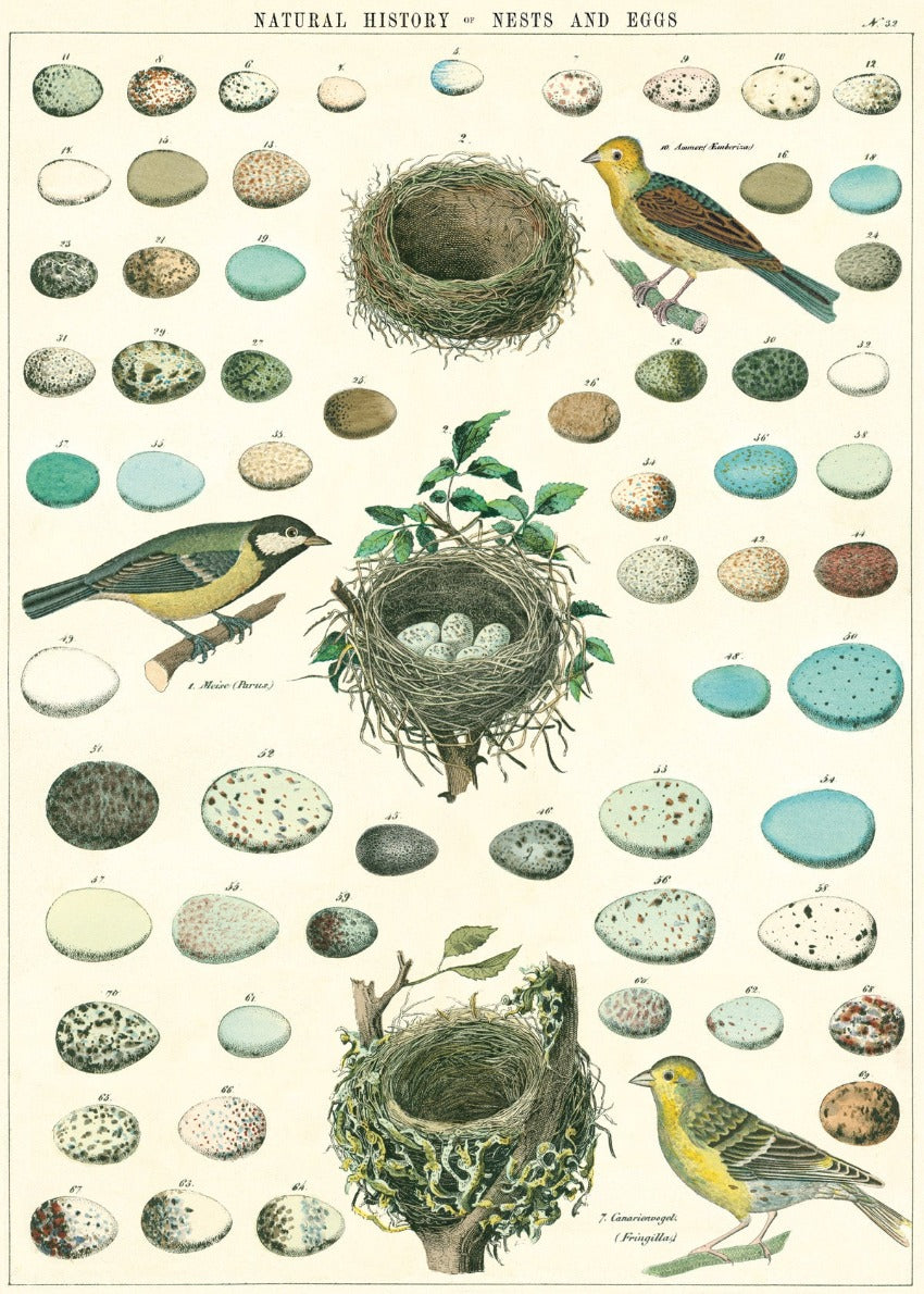 Nests and Eggs Poster