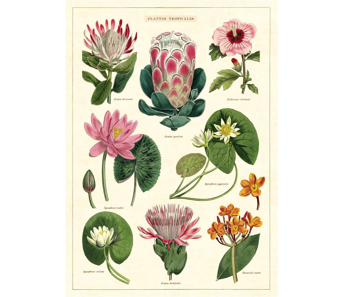 Tropical Flowers Poster