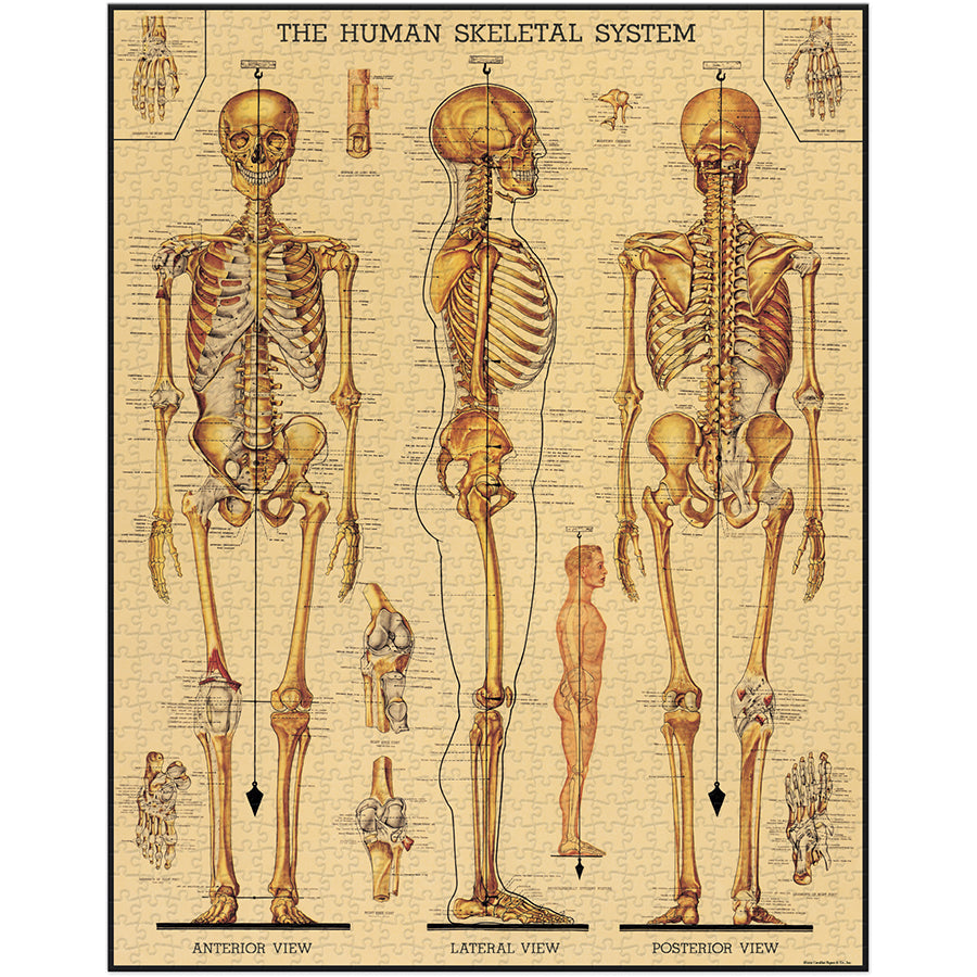 Skeletal System 1000-Piece Puzzle