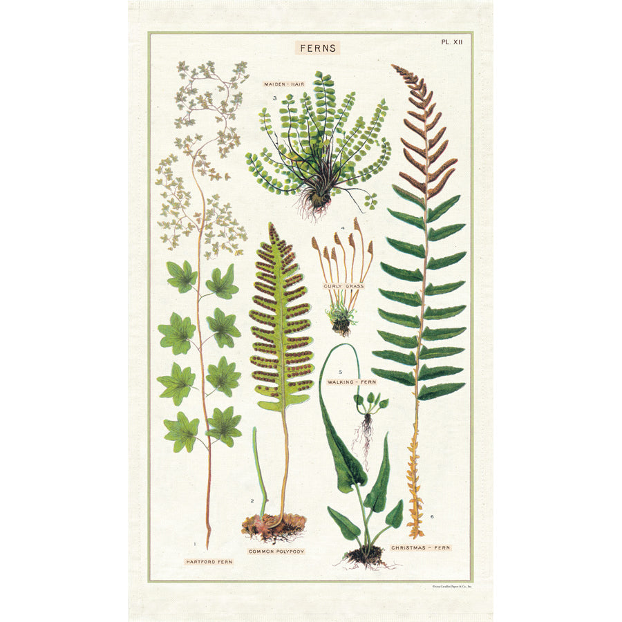 Tea Towel Ferns