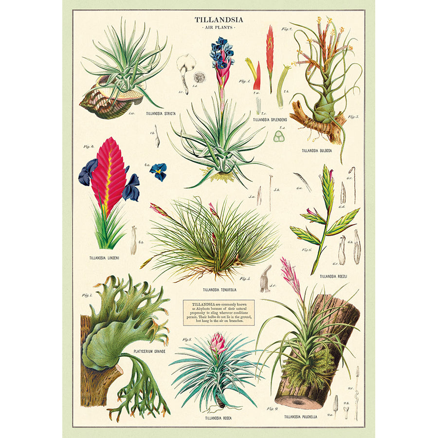 Air Plants Poster