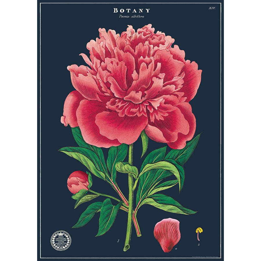 Botany Peony Poster