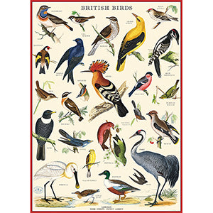 British Birds Poster