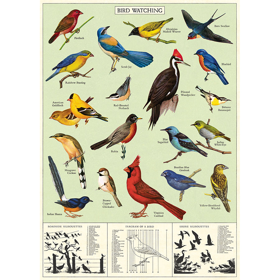 Study of Birds Poster