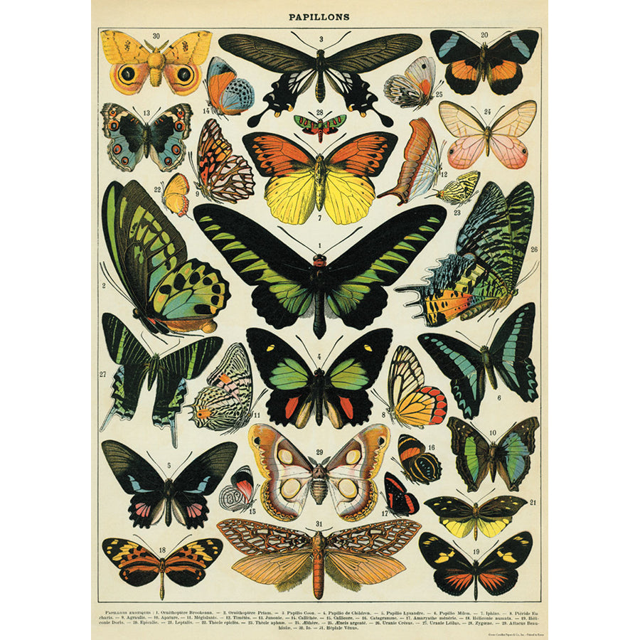 Butterflies Poster