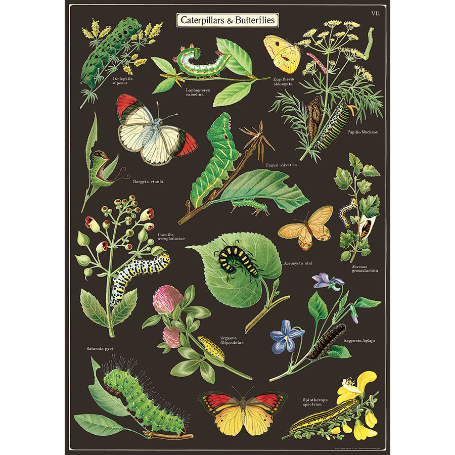 Caterpillars and Butterflies Poster