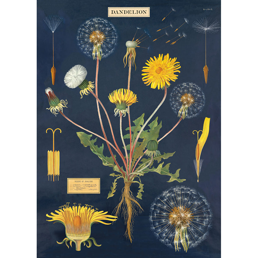 Dandelion Poster