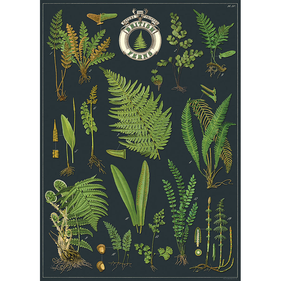 British Ferns Poster