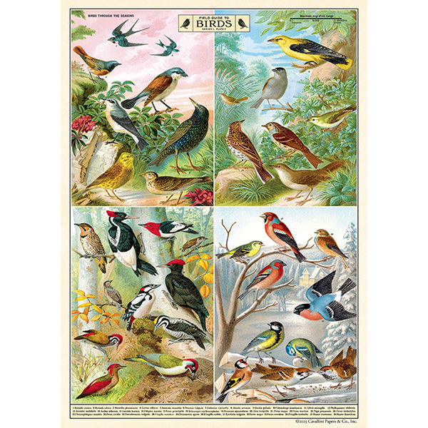 Field Guide to Birds Poster