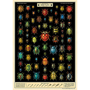 Field Guide to Beetles Poster