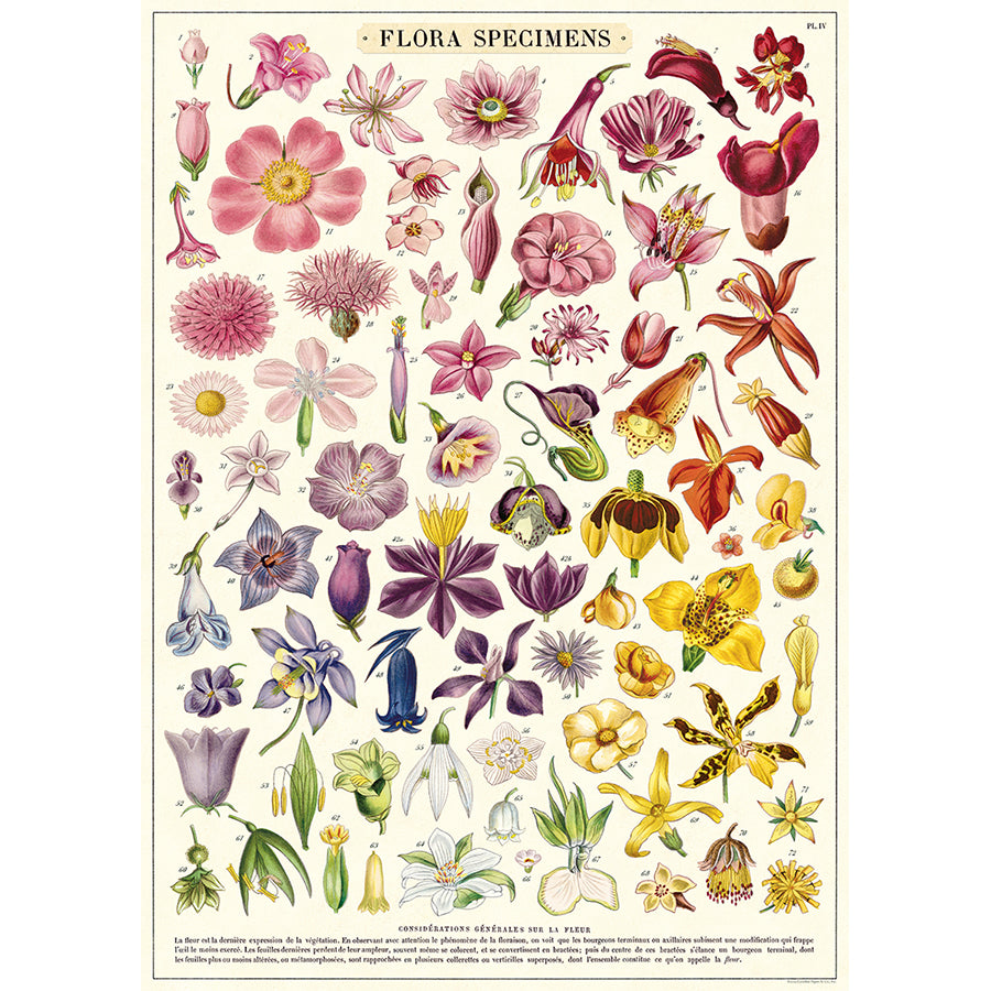 Flora Specimens Poster