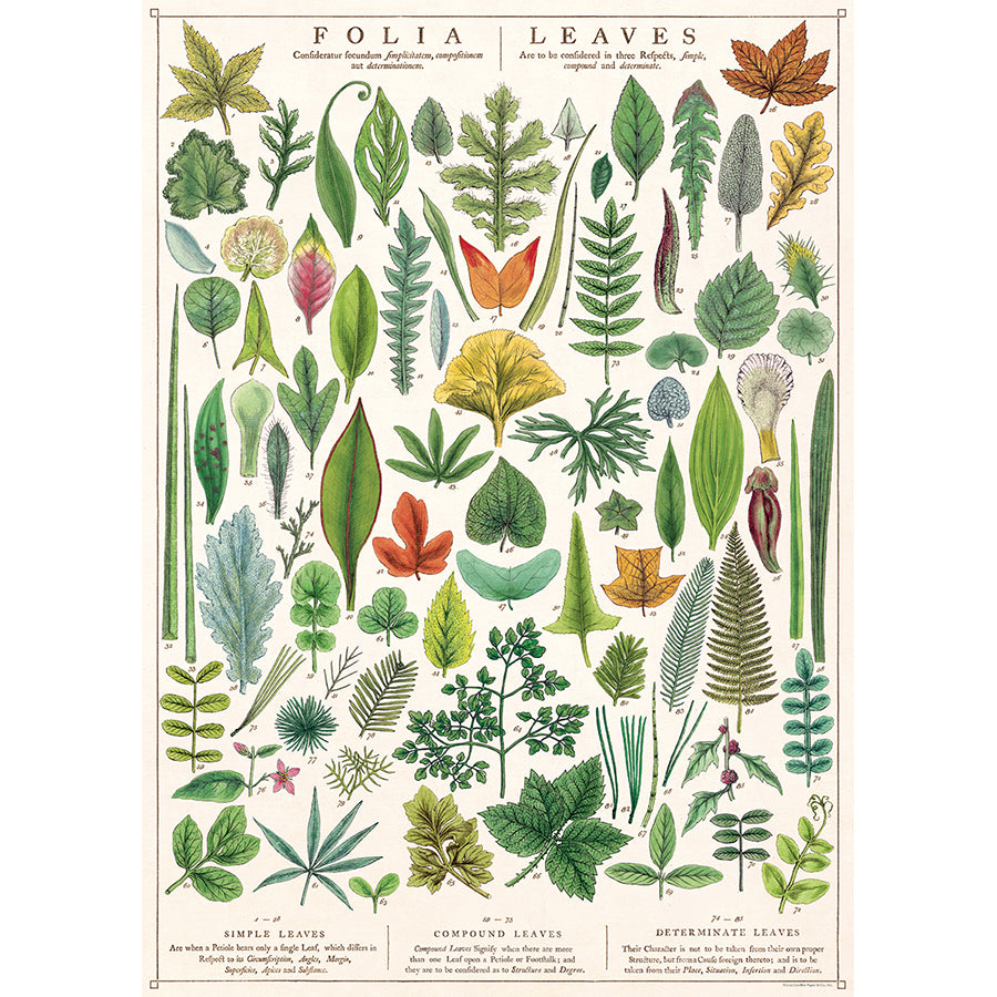 Folia Leaves Poster