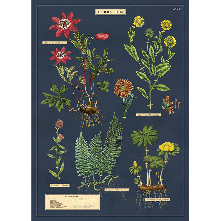 Herbarium Poster