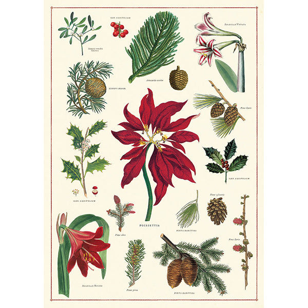 Christmas Botanical Poster