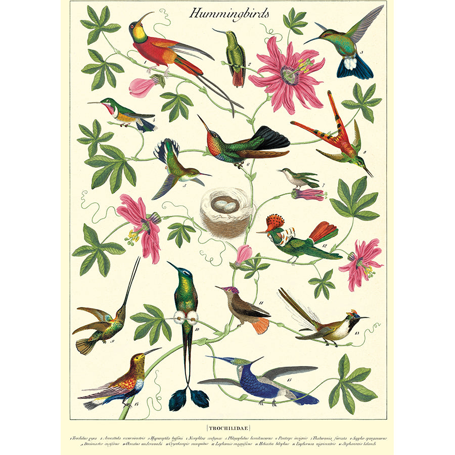 Hummingbirds Poster