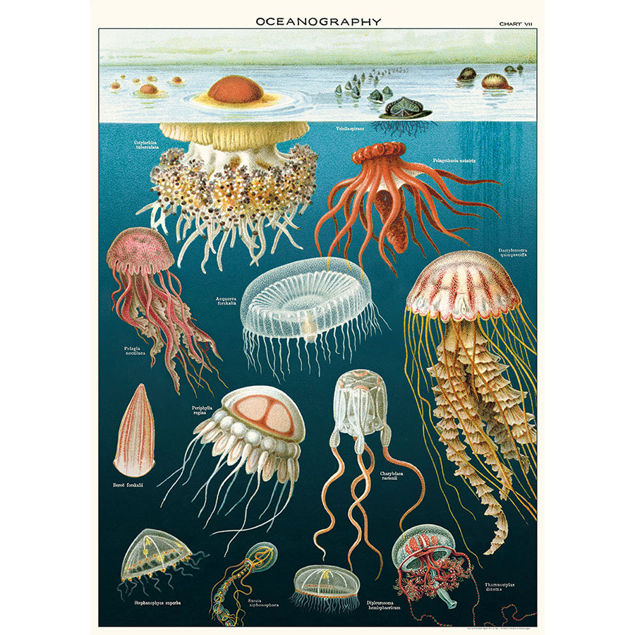 Jellyfish Poster