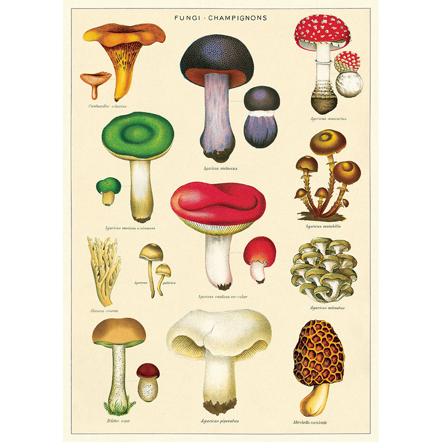 Mushrooms Poster