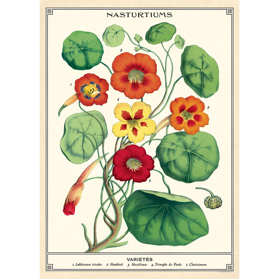 Nasturtium Poster
