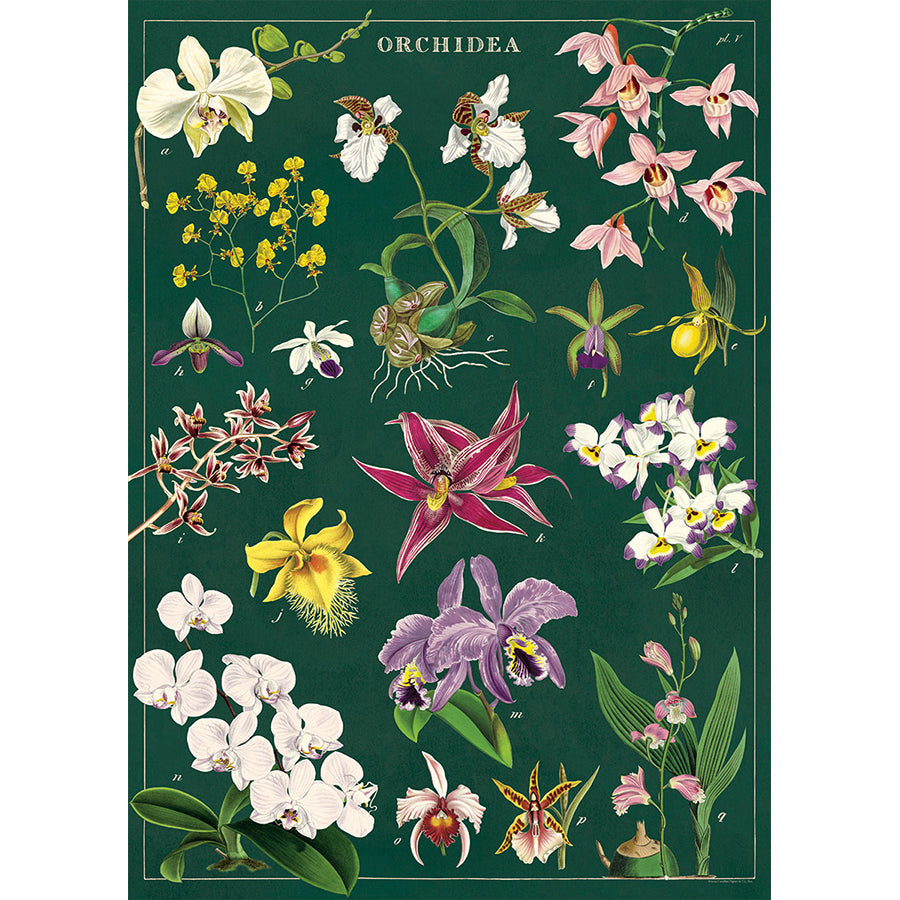 Orchid Poster