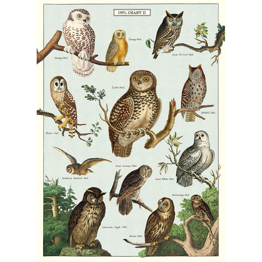 Owl Chart II Poster