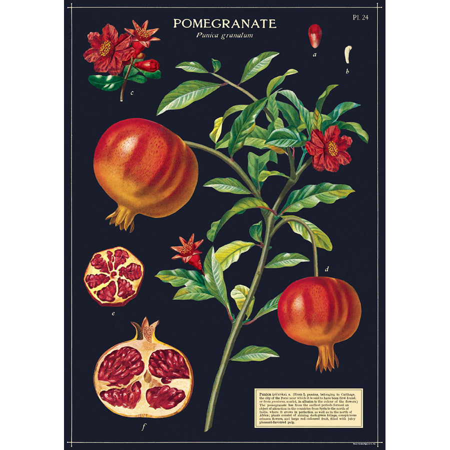 Pomegranate Poster