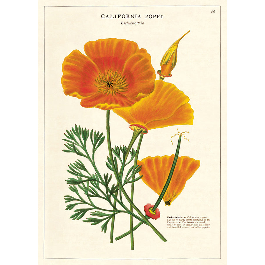 California Poppy Poster