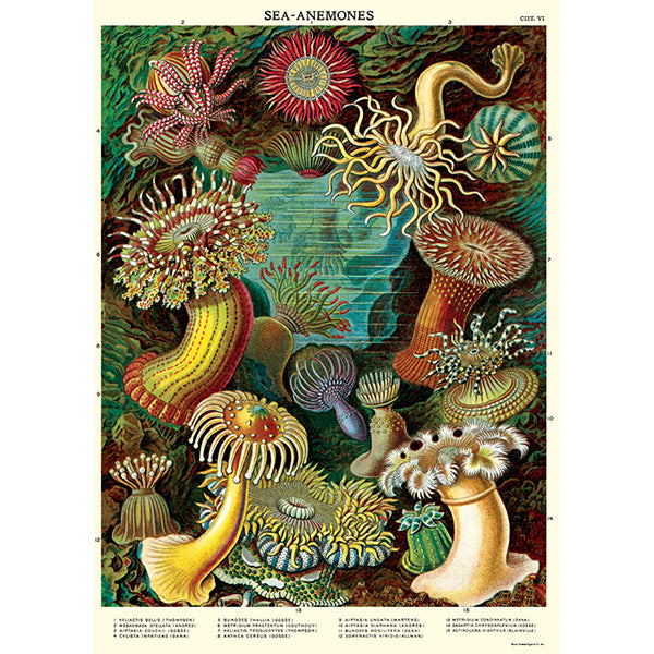 Sea Anemones Poster