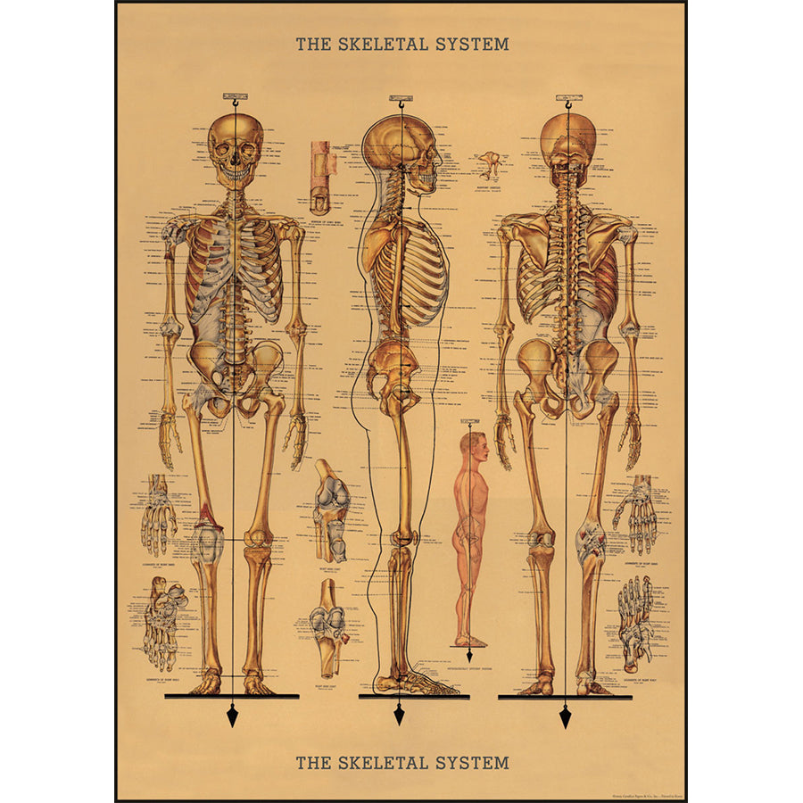 Skeletal System Poster