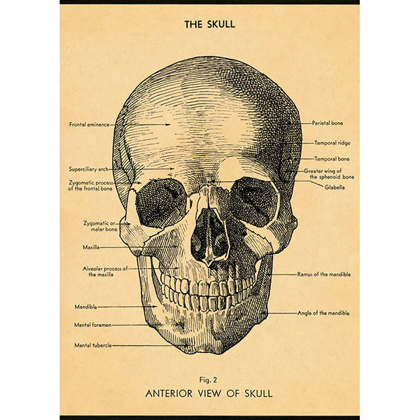 The Skull Poster