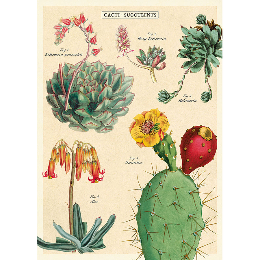 Succulents 2 Poster