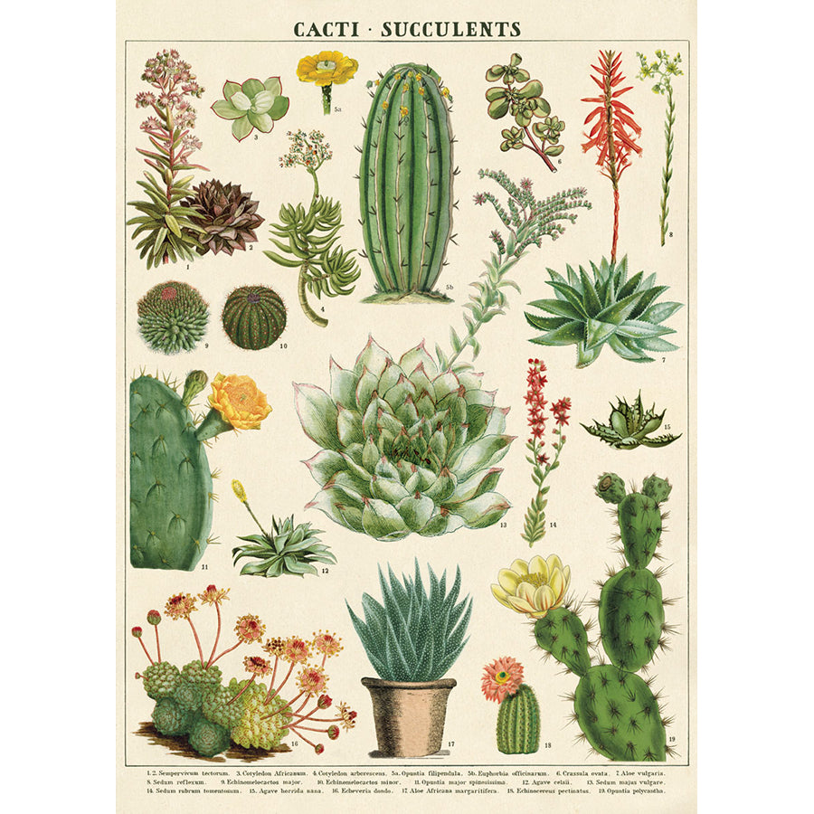 Succulents 1 Poster