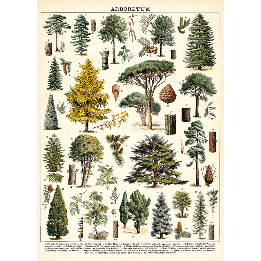 Arboretum Trees Poster