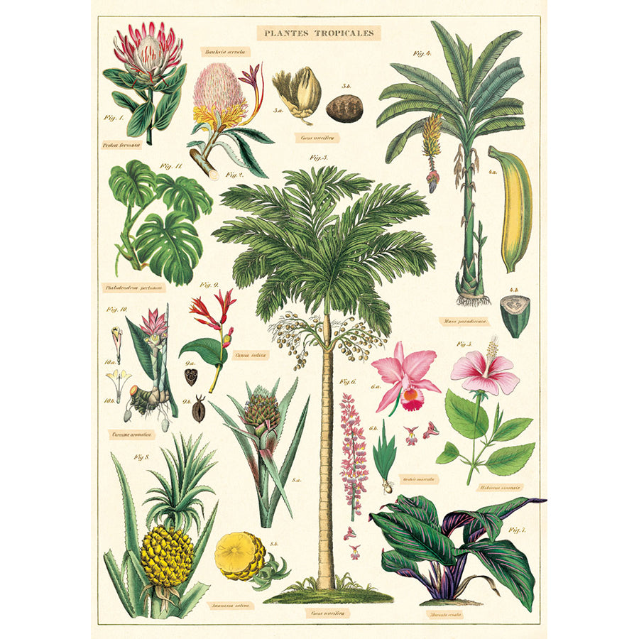 Tropical Plants Poster