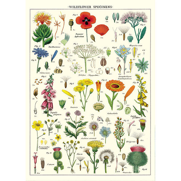 Wildflower Specimens Poster