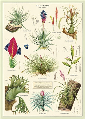 Air Plants Poster
