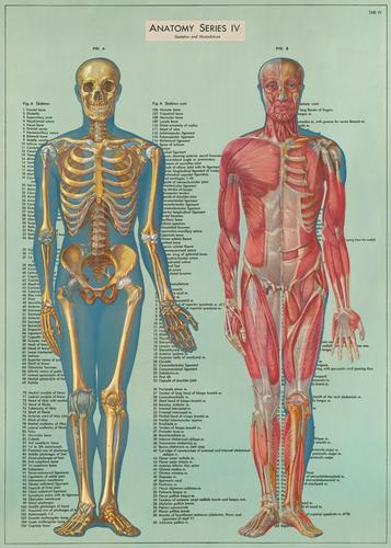 Anatomy Series IV Poster