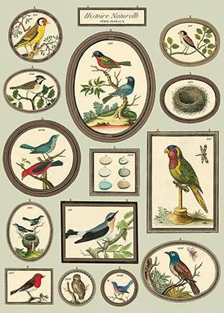 Birds in Frames Poster