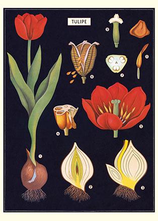 Black Tulipe Poster