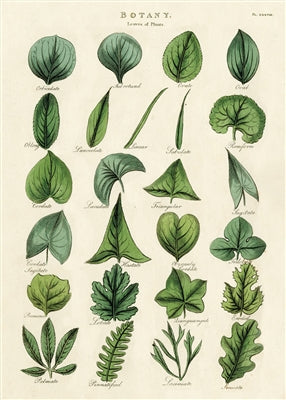 Botany Leaves Poster